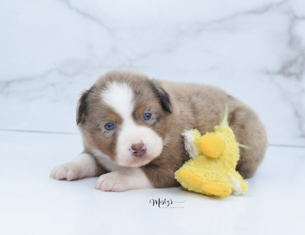 Mini / Toy Australian Shepherd Puppy Clementine