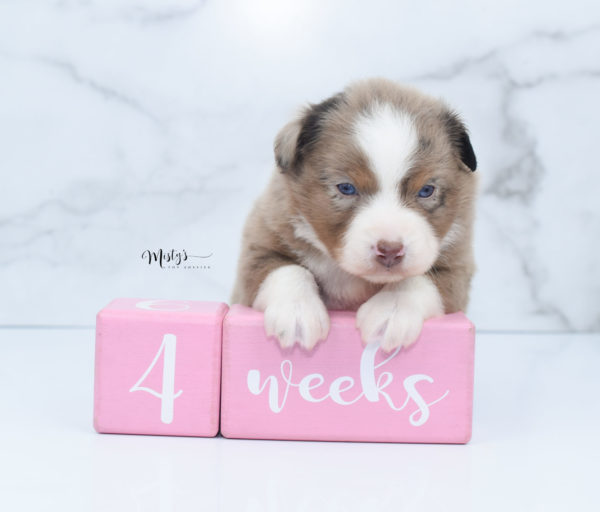 Mini / Toy Australian Shepherd Puppy Clementine