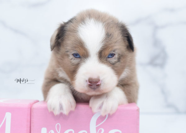 Mini / Toy Australian Shepherd Puppy Clementine