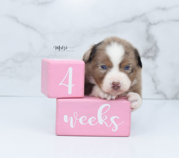 Mini / Toy Australian Shepherd Puppy Clementine