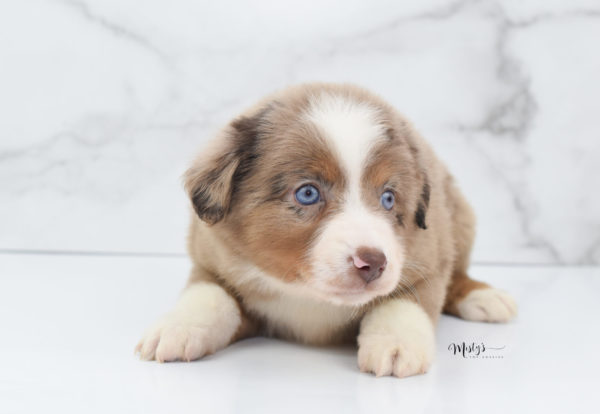 Mini / Toy Australian Shepherd Puppy Clementine