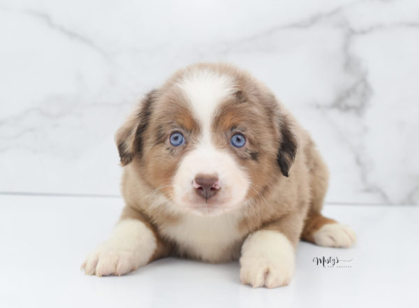 Mini / Toy Australian Shepherd Puppy Clementine