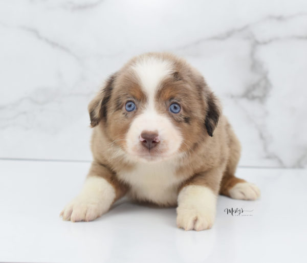 Mini / Toy Australian Shepherd Puppy Clementine