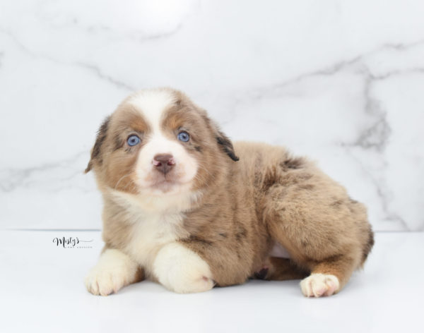 Mini / Toy Australian Shepherd Puppy Clementine