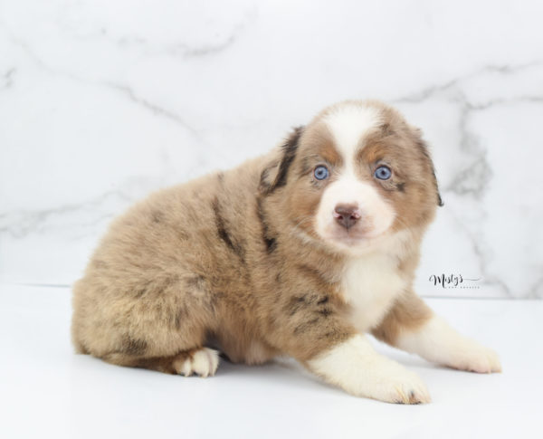 Mini / Toy Australian Shepherd Puppy Clementine