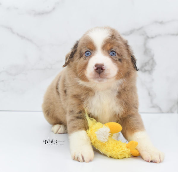 Mini / Toy Australian Shepherd Puppy Clementine