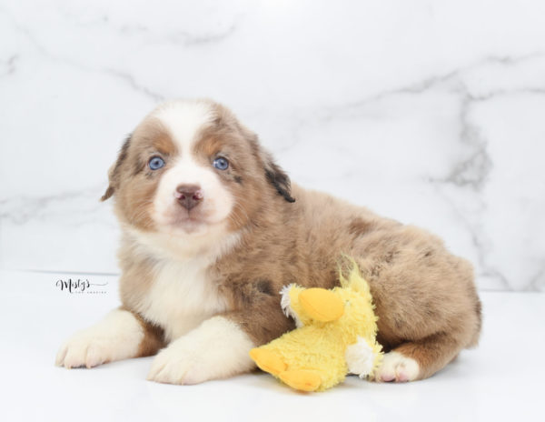 Mini / Toy Australian Shepherd Puppy Clementine