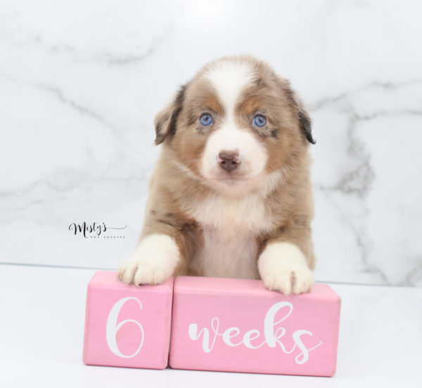 Mini / Toy Australian Shepherd Puppy Clementine