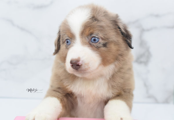 Mini / Toy Australian Shepherd Puppy Clementine