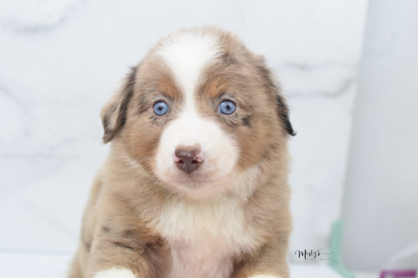 Mini / Toy Australian Shepherd Puppy Clementine