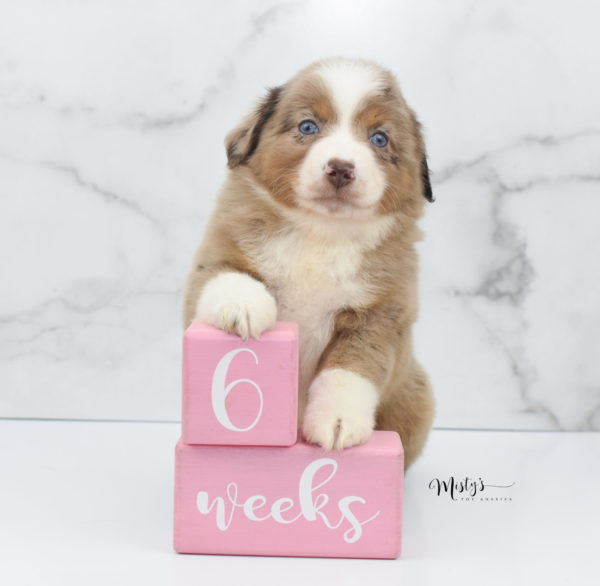 Mini / Toy Australian Shepherd Puppy Clementine