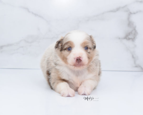 Mini / Toy Australian Shepherd Puppy Ginger