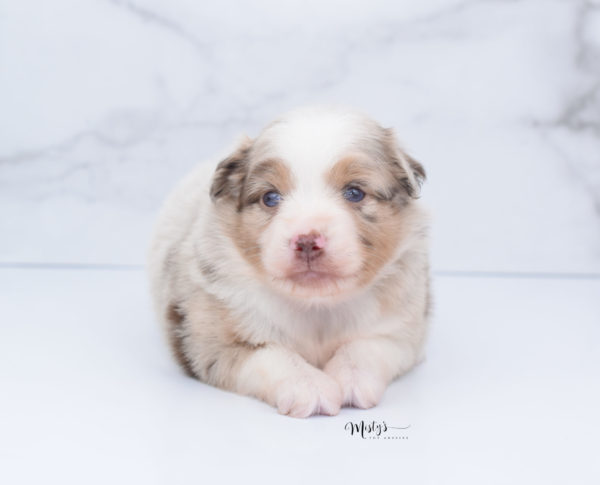 Mini / Toy Australian Shepherd Puppy Ginger