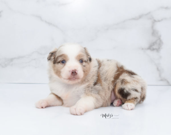 Mini / Toy Australian Shepherd Puppy Ginger