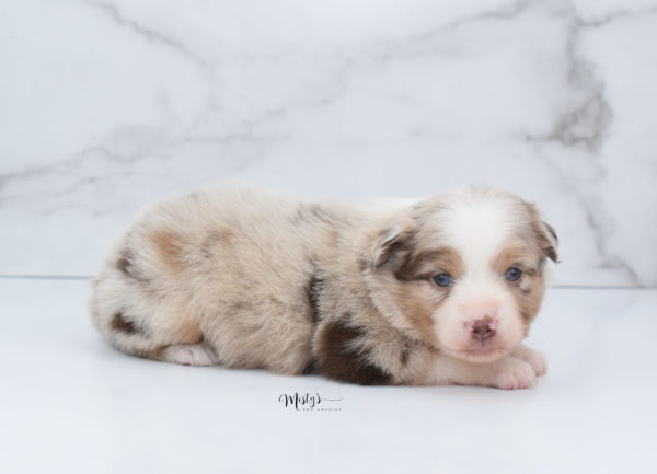 Mini / Toy Australian Shepherd Puppy Ginger