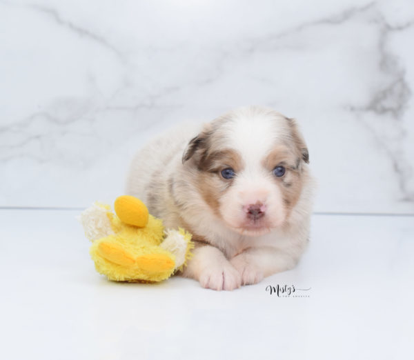 Mini / Toy Australian Shepherd Puppy Ginger