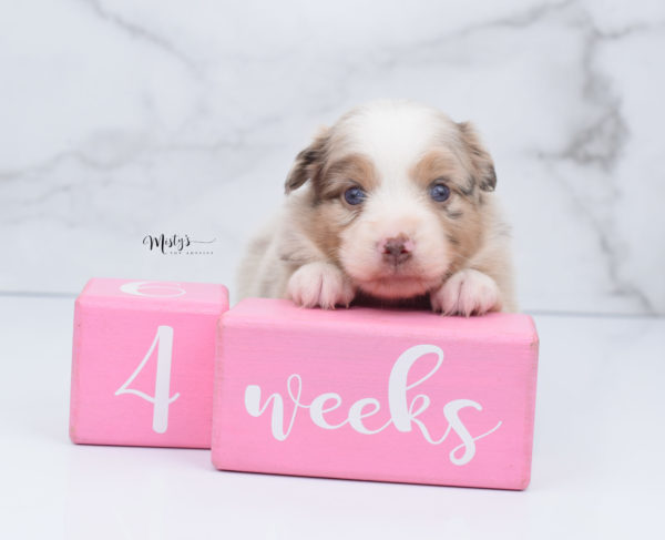 Mini / Toy Australian Shepherd Puppy Ginger