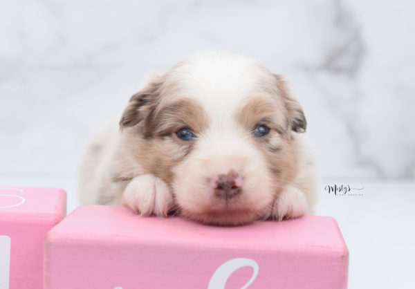 Mini / Toy Australian Shepherd Puppy Ginger