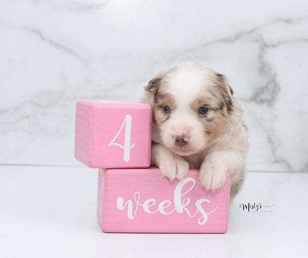 Mini / Toy Australian Shepherd Puppy Ginger