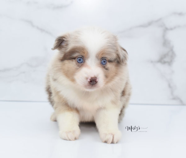 Mini / Toy Australian Shepherd Puppy Ginger