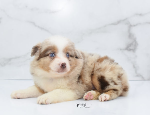 Mini / Toy Australian Shepherd Puppy Ginger