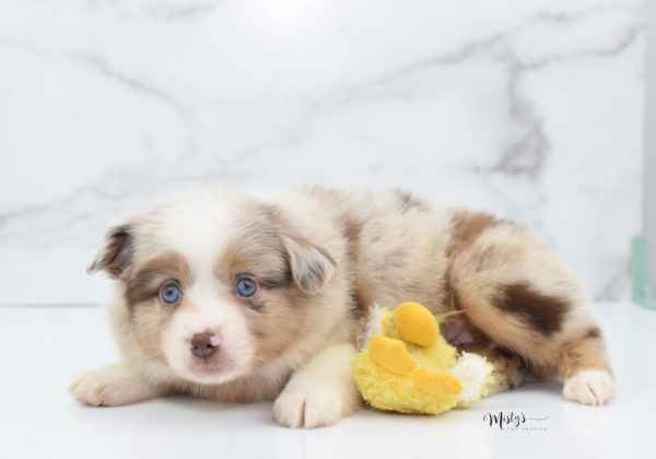 Mini / Toy Australian Shepherd Puppy Ginger