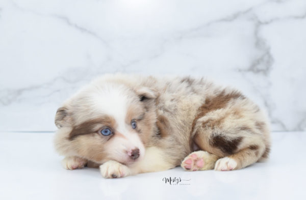 Mini / Toy Australian Shepherd Puppy Ginger