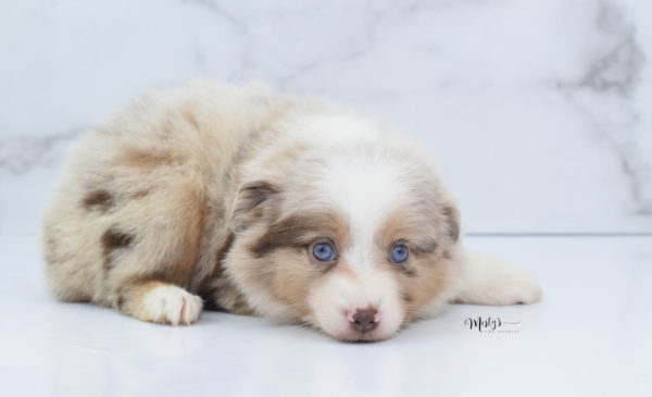 Mini / Toy Australian Shepherd Puppy Ginger