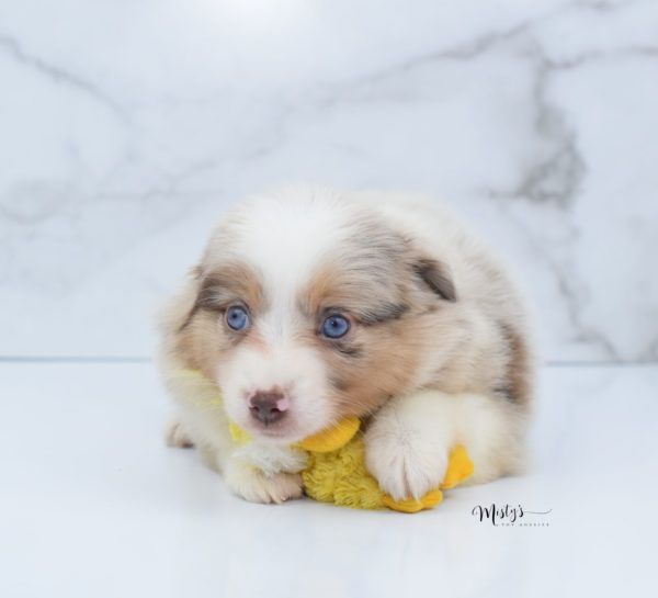 Mini / Toy Australian Shepherd Puppy Ginger