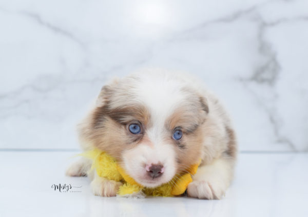 Mini / Toy Australian Shepherd Puppy Ginger