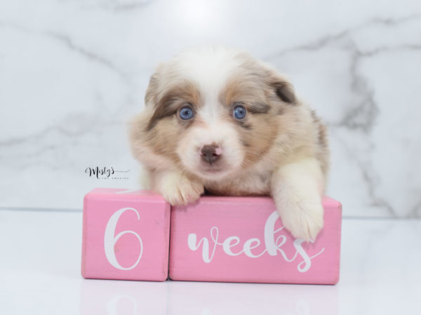 Mini / Toy Australian Shepherd Puppy Ginger