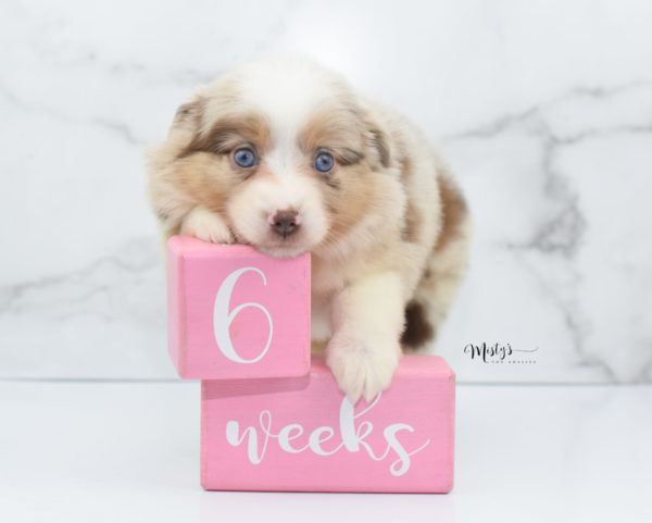 Mini / Toy Australian Shepherd Puppy Ginger