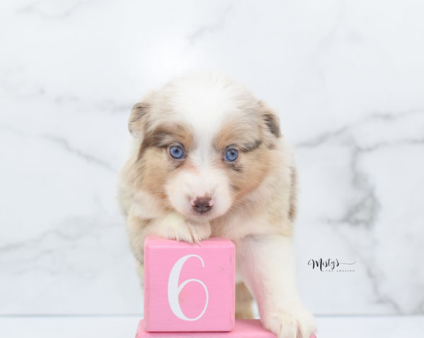 Mini / Toy Australian Shepherd Puppy Ginger