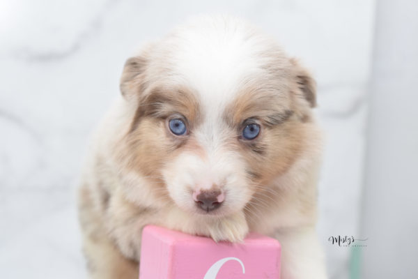 Mini / Toy Australian Shepherd Puppy Ginger