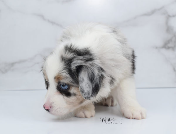 Mini / Toy Australian Shepherd Puppy Glacia