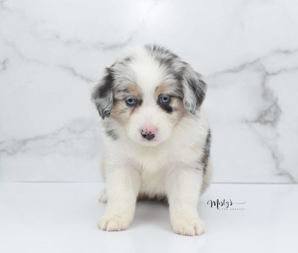 Mini / Toy Australian Shepherd Puppy Glacia