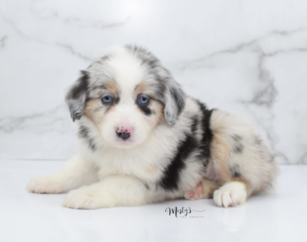 Mini / Toy Australian Shepherd Puppy Glacia