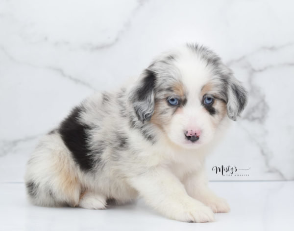 Mini / Toy Australian Shepherd Puppy Glacia