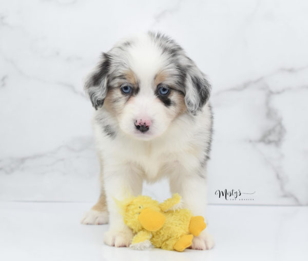 Mini / Toy Australian Shepherd Puppy Glacia