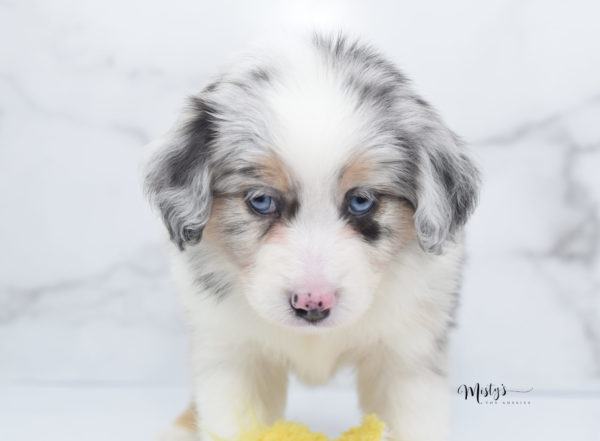 Mini / Toy Australian Shepherd Puppy Glacia