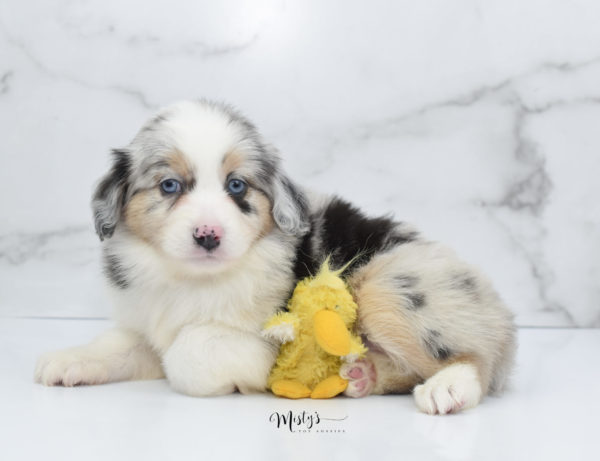 Mini / Toy Australian Shepherd Puppy Glacia