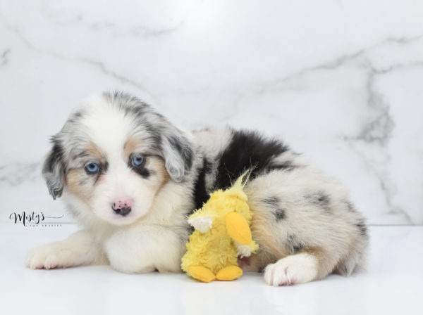 Mini / Toy Australian Shepherd Puppy Glacia