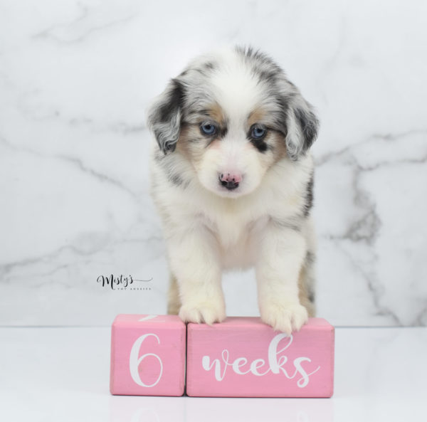 Mini / Toy Australian Shepherd Puppy Glacia