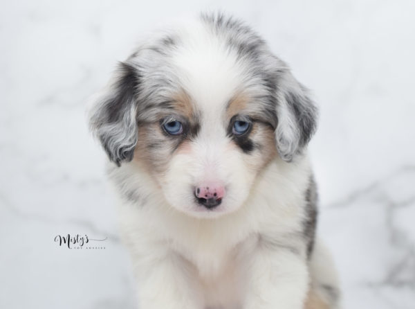 Mini / Toy Australian Shepherd Puppy Glacia