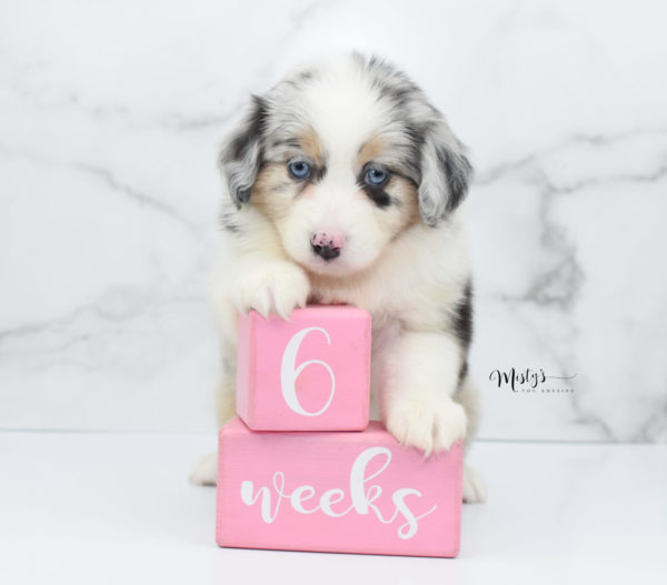 Mini / Toy Australian Shepherd Puppy Glacia