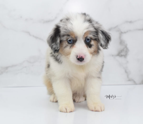 Mini / Toy Australian Shepherd Puppy Glacia