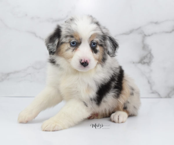 Mini / Toy Australian Shepherd Puppy Glacia