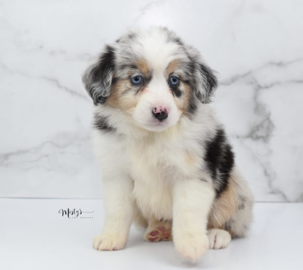 Mini / Toy Australian Shepherd Puppy Glacia