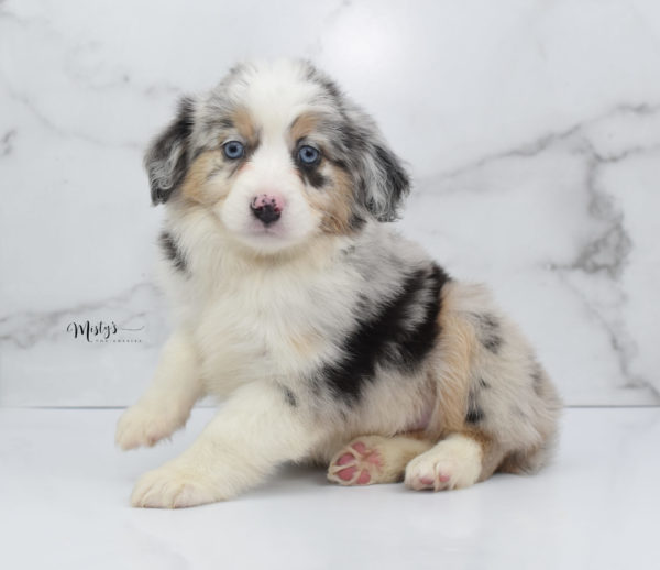 Mini / Toy Australian Shepherd Puppy Glacia