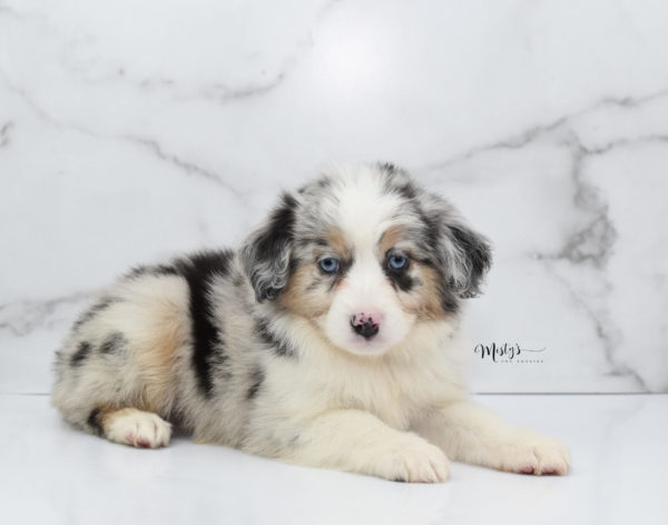 Mini / Toy Australian Shepherd Puppy Glacia